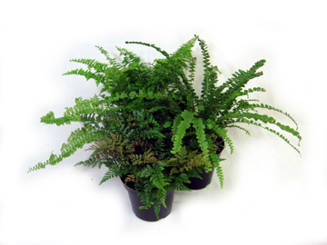 4.5in Fern Assortment