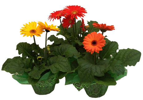 4.5in Gerbera Assortment