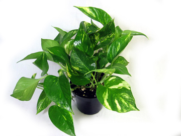 4.5in Golden Pothos