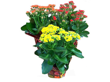 4.5in Kalanchoe
