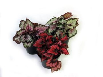 4.5in Rex Begonia (Assort)