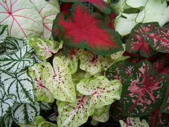 Caladium Assortment