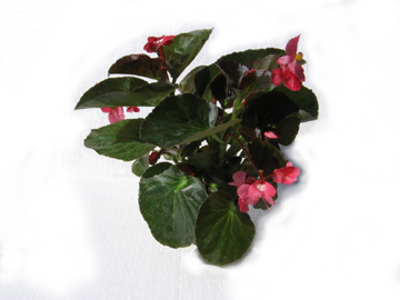 5in Begonia