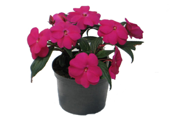 5in New Guinea Impatiens