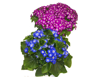 6.5in Cineraria