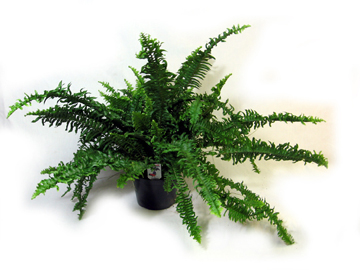 6in Boston Fern Compacta