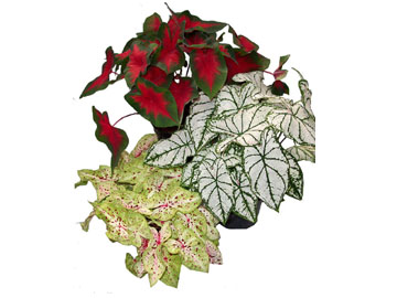 6in Caladium Assortment