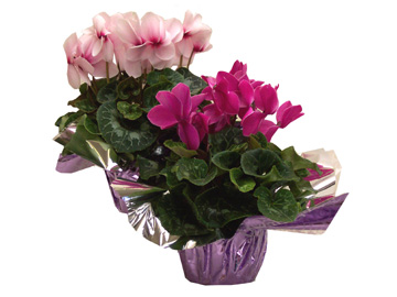 6in Cyclamen