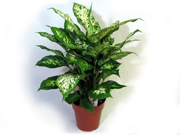 6in Prem. Dieffenbachia Sparkles