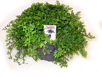 6in Dk Green Club Moss