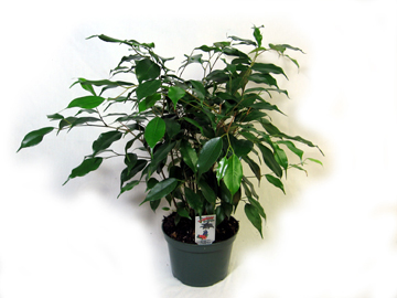 6in Ficus Benjamina