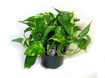 6in Golden Pothos