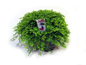 6in Lt Green Club Moss