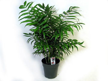 6in Prem. Neanthe Bella Palm