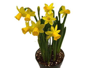 Daffadil
