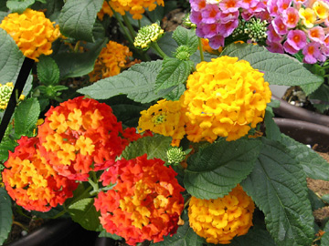 Lantana Varieties