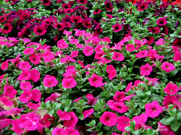 Potunias